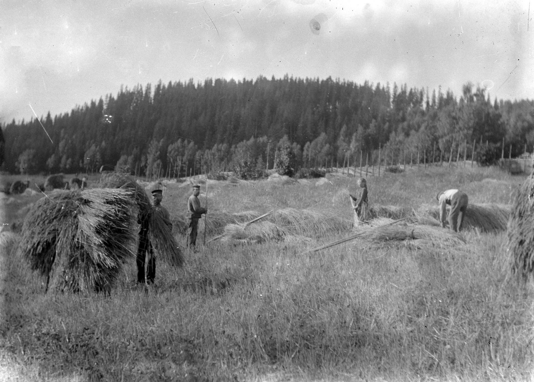 Drying sheaves