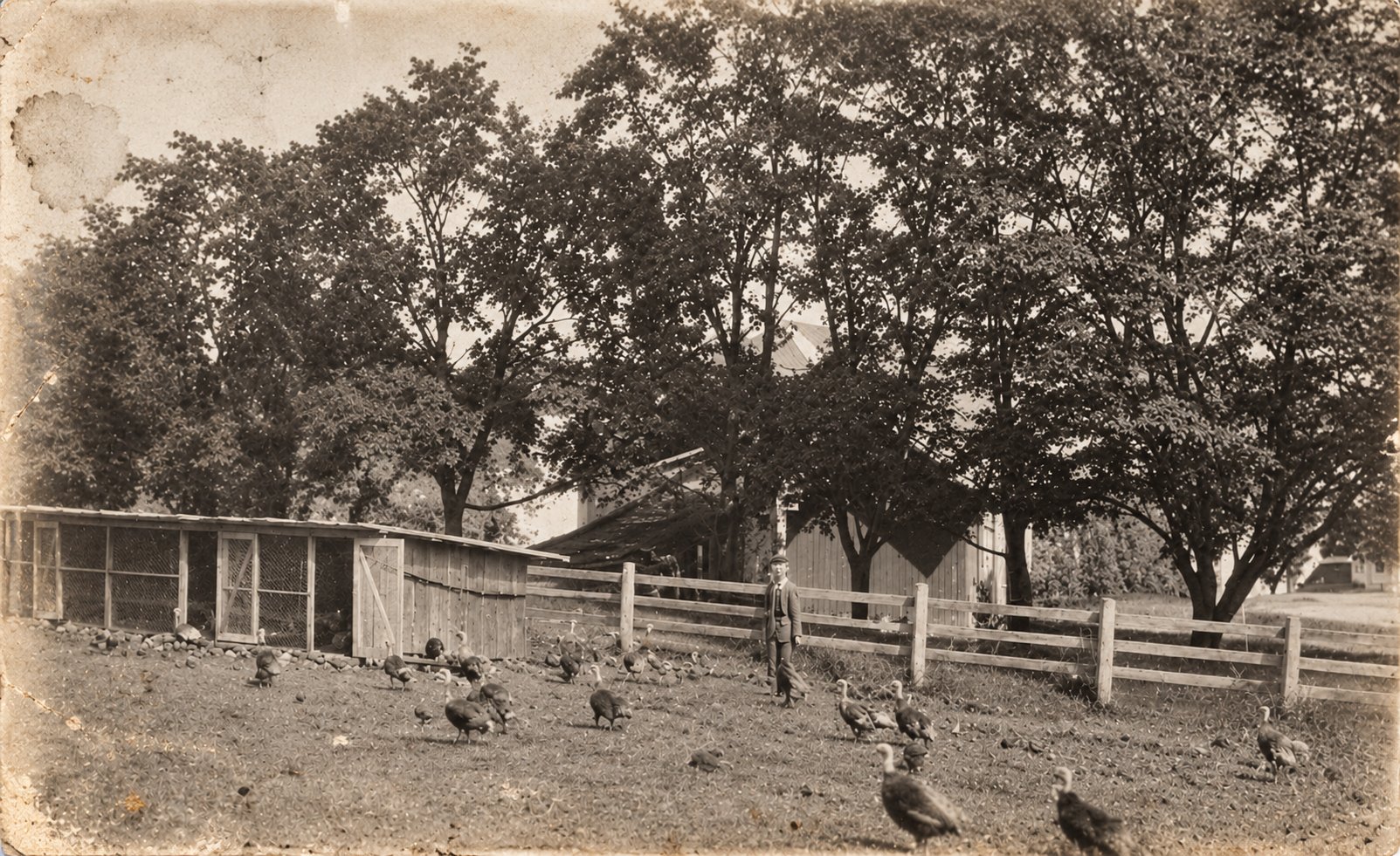 Turkeys in the farmyard