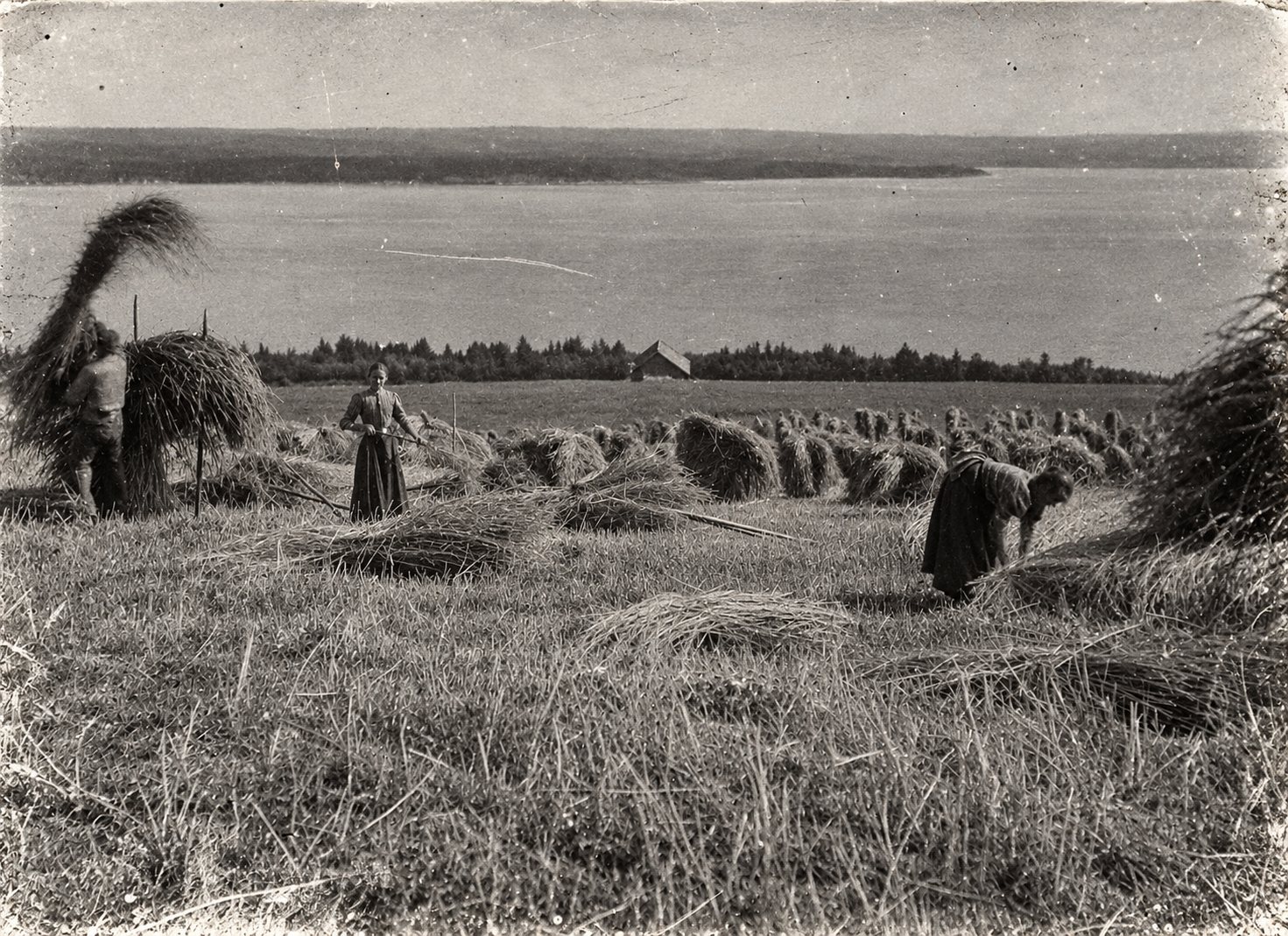 Harvest by Mjøsa