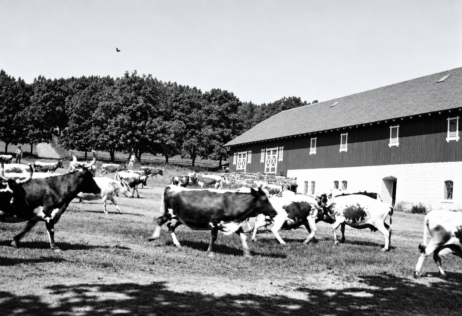 Cows in the farmyard in front of the barn