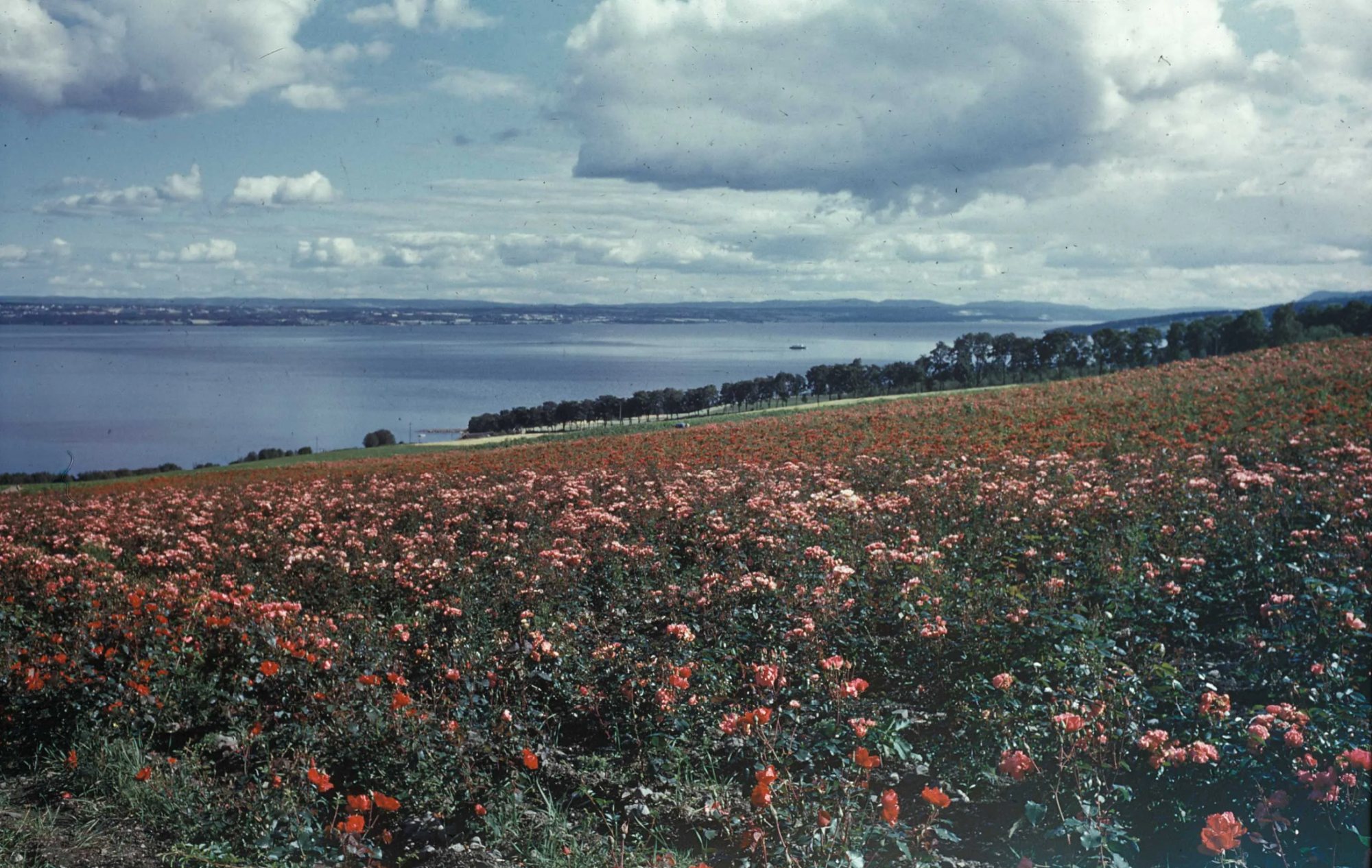 Rosefelt ved Mjøsa, med alléen til høyre. Datering ukjent.