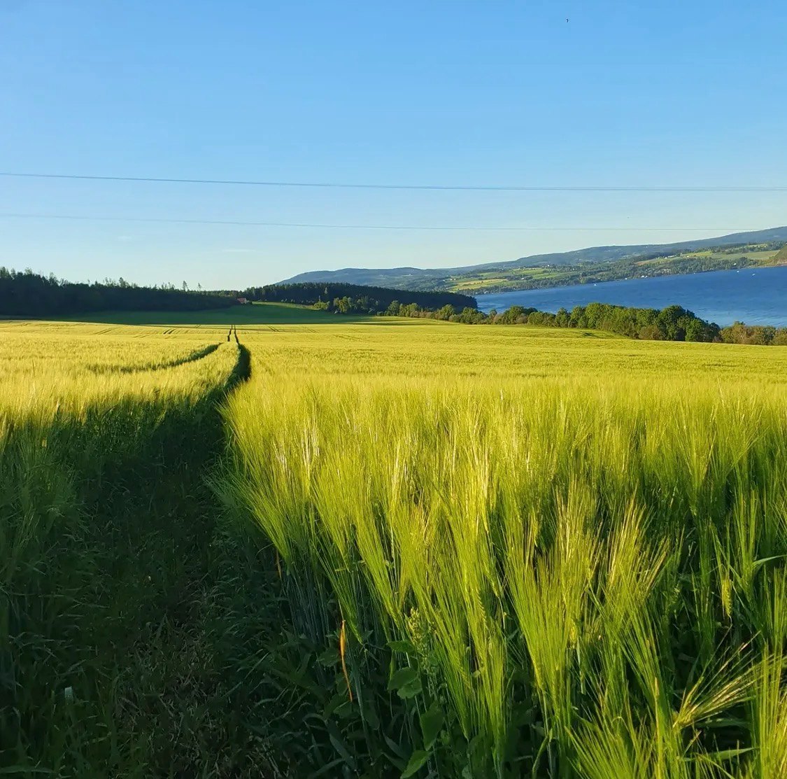 Grønn kornåker mot Mjøsa en kveld
