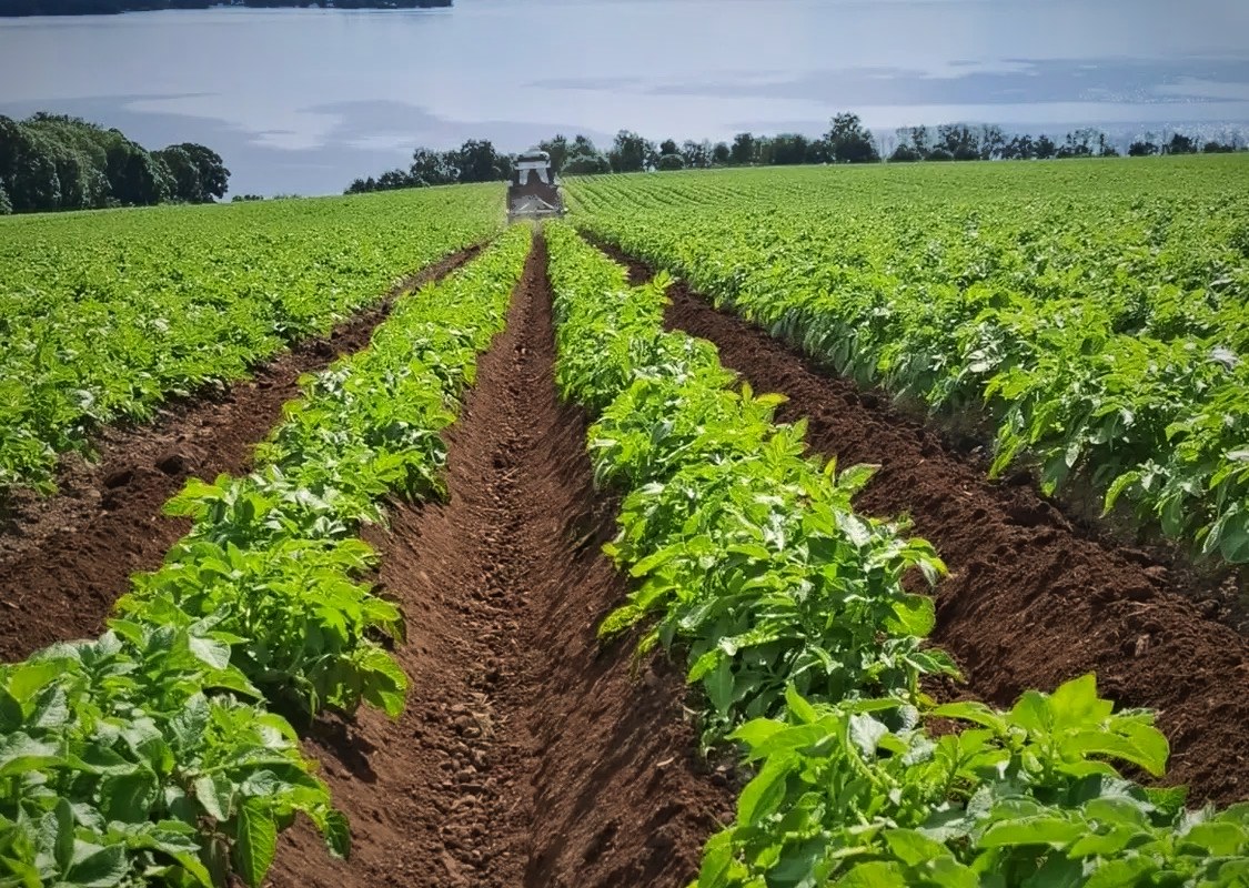Potetåkeren med traktor, Mjøsa i bakgrunnen