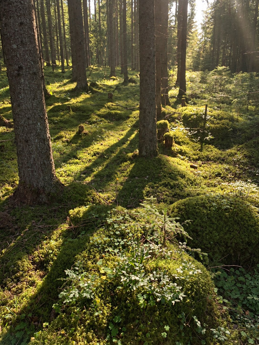 Spruce forest with a mossy floor in low backlight