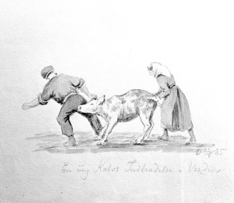 A calf being led in. Drawing by Carl Frederik Diriks.