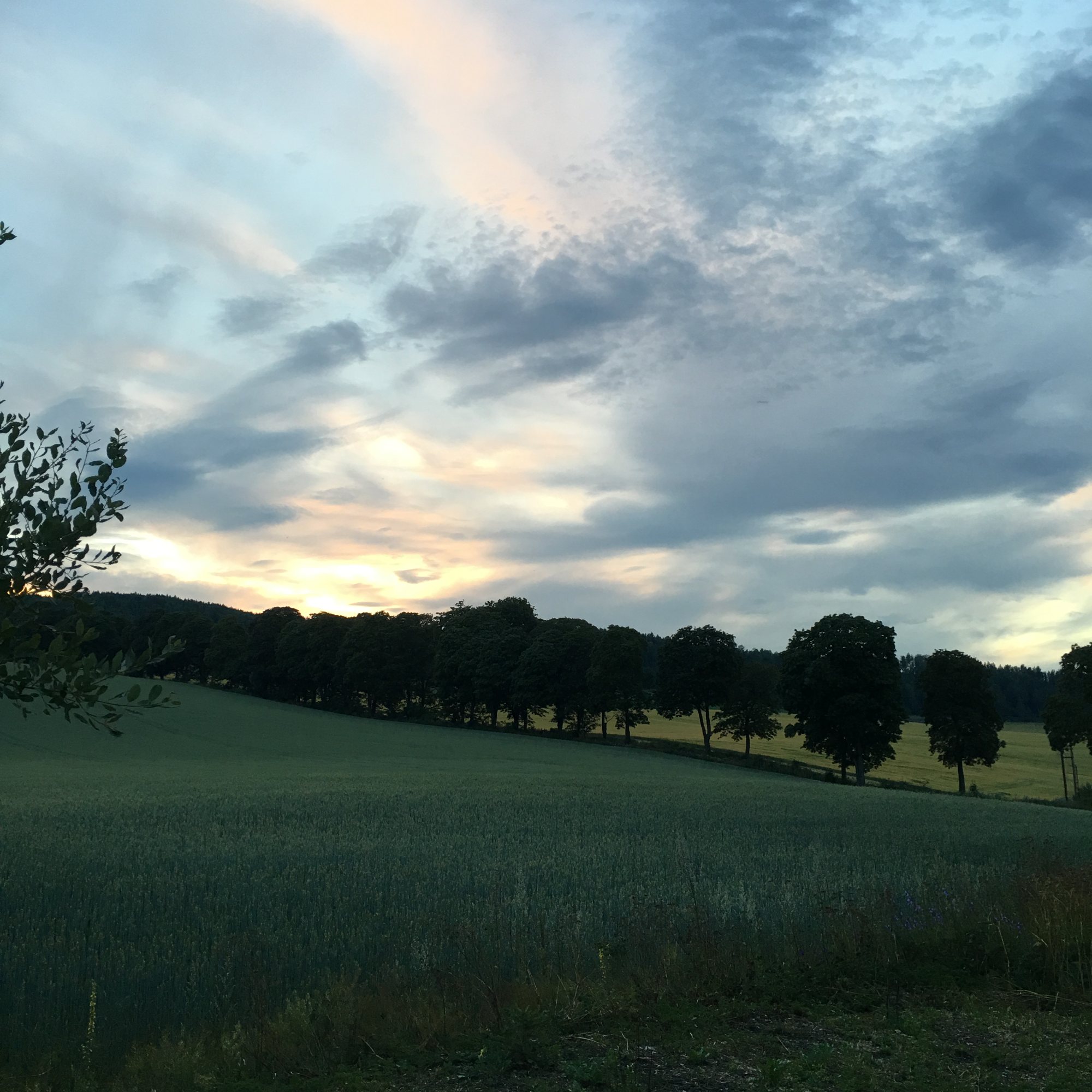 The avenue on a summer evening