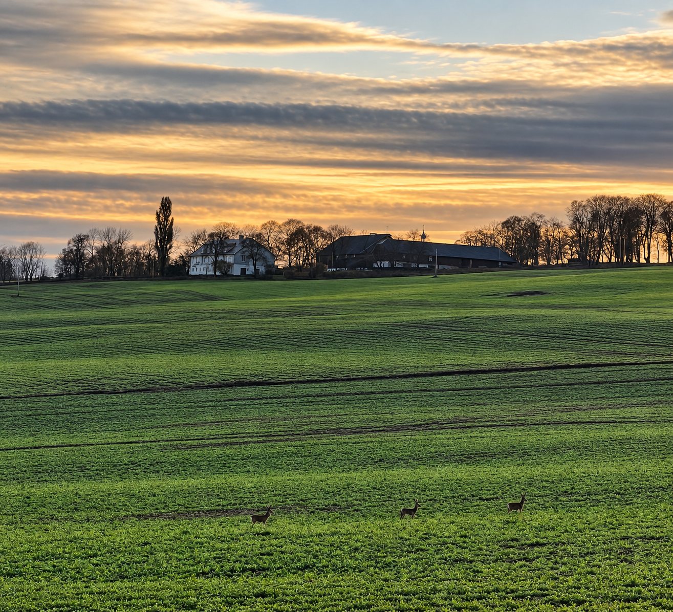 Hovedbygningen og låven på Grefsheim mot kveldshimmelen, med tre rådyr på jordet