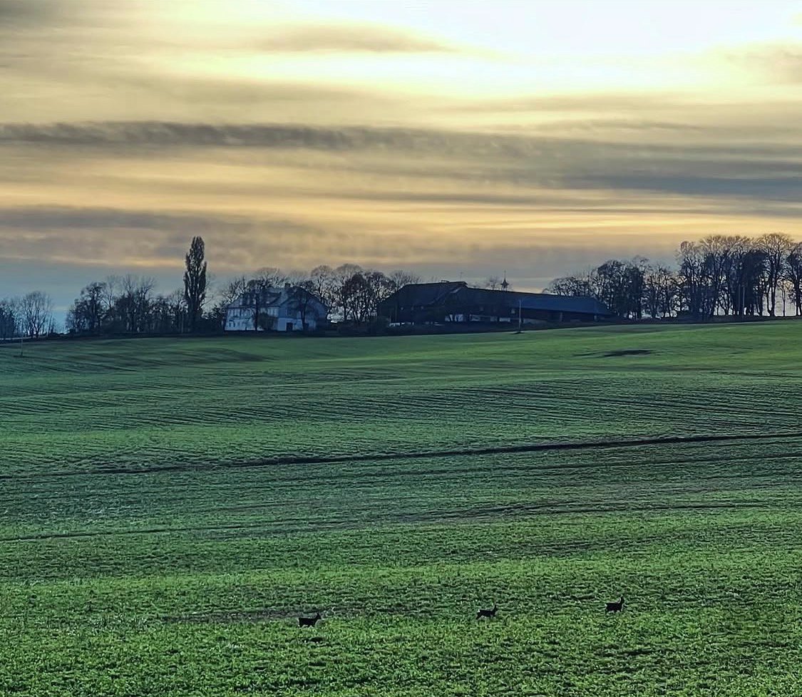 The farm seen across the field, with roe deer on the winter grain