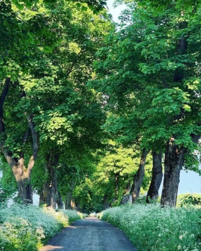 The avenue in summer