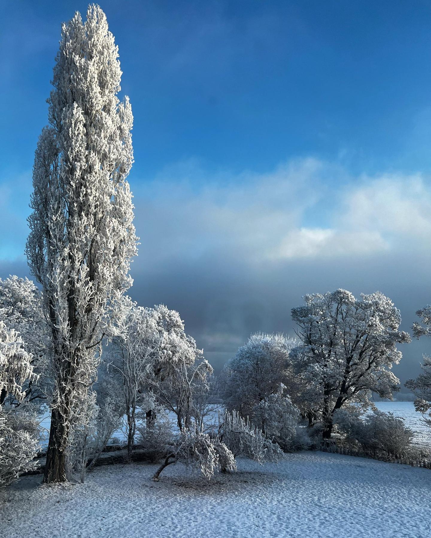 Høy poppel og trær i hagen dekket av rimfrost