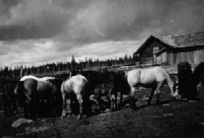 Horses on the summer pasture in front of a log hut