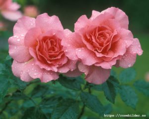 Rosen «Emelie». Foto: rosebilder.no.