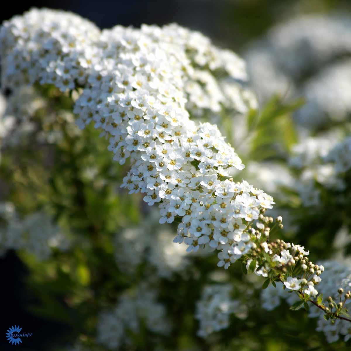Overhengende grein med tette klaser av små hvite blomster